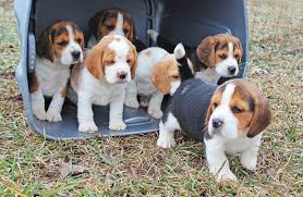These pups are available for consideration to our current adoption wait list. Beagle Puppies For Sale Home Facebook