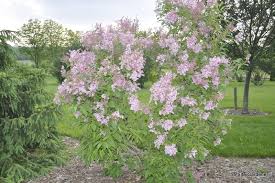 Image result for Syringa prestoniae