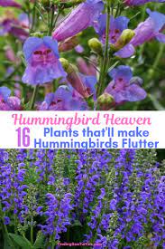 We did not find results for: 16 Perennials That Attract Hummingbirds To Your Garden