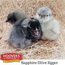 Hoover S Hatchery Olive Egger Chicken Olive Egger Animals