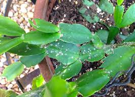 It seems like i have tried everything to get rid of it. Scale Insects Attack Christmas Cactus In Summer