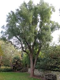 Image result for Maytenus