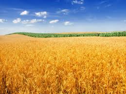Hd wallpapers and background images. 4k Farm Landscape Crop Wheat Field 2k Wallpaper Hdwallpaper Desktop Wheat Fields Field Wallpaper Landscape
