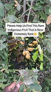 Image result for Dovyalis macrocalyx