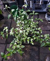 Image result for Platostoma