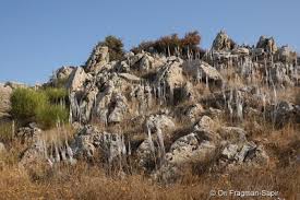 Image result for Anthericaceae