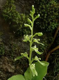 Image result for Nidorella auriculata