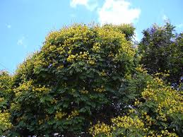 Image result for Limeum pterocarpum