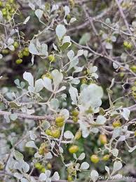 Image result for Searsia acuminatissima