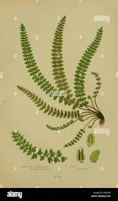 Image result for Belonophora