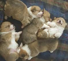 You can hunt for discount codes on many events such as flash sale, occasion like. Corgi Puppies Available For Sale Pets 4 Re Home Near Me Facebook