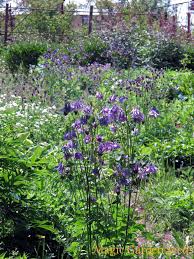 Pin Op Planten Lijst