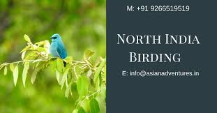 Birdwatchingtours Indiabirdtours Birdingtoursinindia Birdphotographyinindia Indiabirding Birdtourstoindia Birdingtr Bird Photography Bird Watching Tours