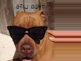 Thug Dog Walking, Rescue and Lost Pet Prevention