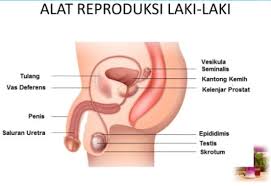 Ginjal merupakan salah satu bagian dari sistem perkemihan. Anatomi Tubuh Manusia Dan Fungsi Gambar Lengkap