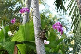 Maybe you would like to learn more about one of these? Botanische Pflanzennamen Herkunft Und Bedeutung