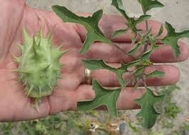 Image result for Datura ferox