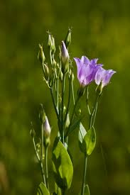 Image result for eustoma maurine
