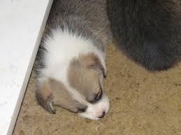 Order by click here to be notified when new pembroke welsh corgi puppies are listed. Akc Dm Clear Pembroke Welsh Corgi Puppies For Sale For Sale In Allegan Michigan Classified Americanlisted Com