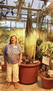 With a name like corpse flower, you know the titan arum (amorphophallus titanum) isn't going to be smelling like a rose. Smelling Like Dead Fish In North Carolina Dartmouth S Corpse Flower Blooms New Hampshire Public Radio