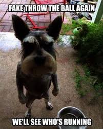 Cute Baby Animals Videos Compilation Cute Moments How To Draw Cute Animals Pdf Case Cute Animals To Draw Funny Animal Jokes Animal Jokes Funny Animal Memes