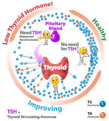 Normal Thyroid Hormone Levels What Are Normal Thyroid Hormone Levels Normal Thyroid Hormone Level Symptoms Treatment Diagnosis - Ucla