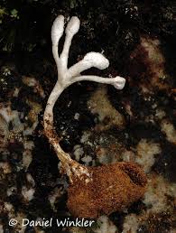 Image result for Isaria sp.