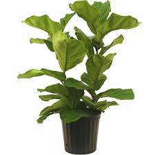 Delray Plants 8 3 X2f 4 In Ficus Pandurata Bush In Pot 10pan The Home Depot Ficus Ficus Pandurata Plants