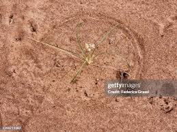 Image result for Trachyandra saltii