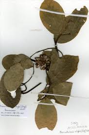 Image result for Monanthotaxis parvifolia