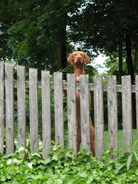 Livraison rapide et économies garanties. Fence Ideas For Dog Owners Backyard Fences Dog Fence Cheap Backyard