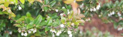 Unlike most other plants found in the game, you can craft this. Vaccinium Huckleberry At Portland Nursery And Garden Center