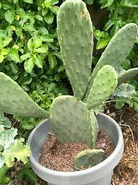 You'll be taking your cutting from the top of the plant. Spineless Edible Nopales Prickly Pear Cactus Pads Opuntia Cacanapa Ebay