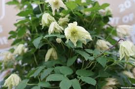 We did not find results for: Chelsea Flower Show 2016 The Plews View Garden Designer