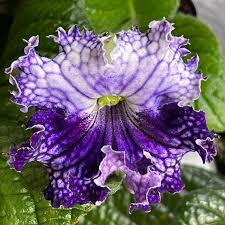 Image result for Streptocarpus