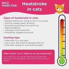 Pin On All Things Cat