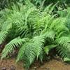 Maybe you would like to learn more about one of these? Leatherwood Fern Facts