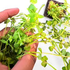 Image result for Lindernia conferta