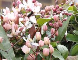 The golden rule with clematis armandii is that the foot of the plant should stay in the shade while the head basks in the sun. Buy Clematis Group 1 Syn Clematis Armandii Apple Blossom Clematis Apple Blossom 34 99 Delivery By Crocus
