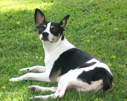Rat Terrier Puppies Black And Brown Rat Terriers Have A Special Place In My Heart 3tock Rat Terrier Dogs Rat Terriers Terrier