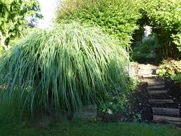 Voir cette épingle et d'autres images dans potager par goelette desiles. Epingle Sur Jardin