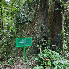 Image result for Nesogordonia