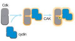 Maybe you would like to learn more about one of these? Cyclin Dependent Kinase Wikipedia