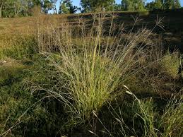 Image result for Digitaria monodactyla
