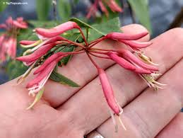 Image result for Buchnera usuiensis