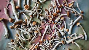 Image result for Psilocybin