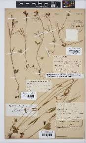 Image result for Argyrolobium tuberosum