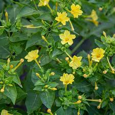 Image result for Mirabilis jalapa