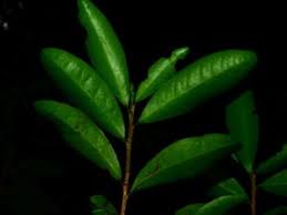 Image result for Rhamphicarpa brevipedicellata