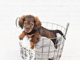 Jump to dachshund puppies and dogs in michigan cities learn more about adopting a dachshund puppy or dog Dachshund Puppies Petland Novi